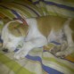 durmiendo